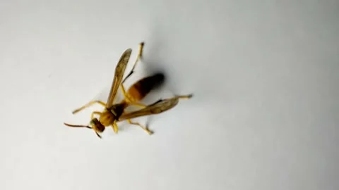 Wasp sitting on white ground Stock-Footage 170809793