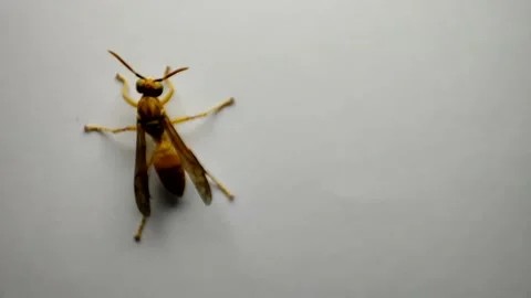 Wasp sitting on white ground Video stock 170809855