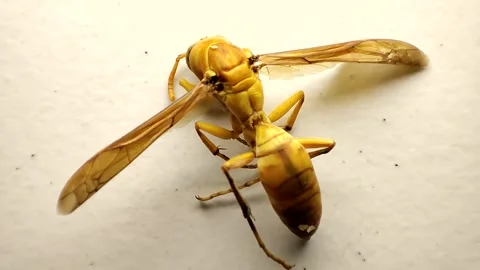 Wasp sitting on white ground Video stock 172582998