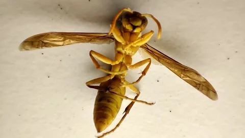 Wasp sitting on white ground Video stock 172583002