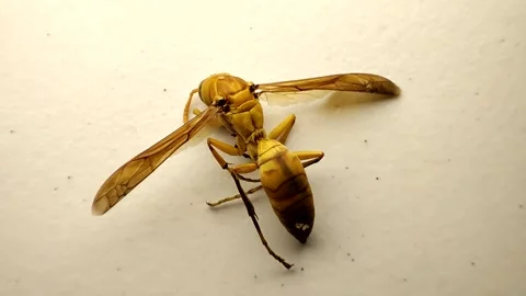 Wasp sitting on white ground Stock-Footage 172583003