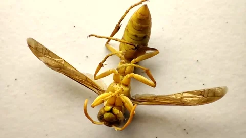 Wasp sitting on white ground Video stock 172583010
