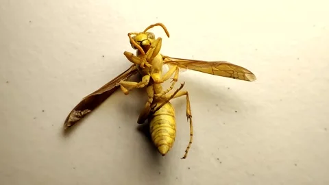 Wasp sitting on white ground Video stock 172583020
