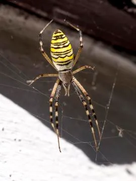 The wasp spawns in its net for prey. Stock Photos