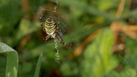 Wasp spider 13 8 17 Argiope bruennichi Stock Footage 120219755