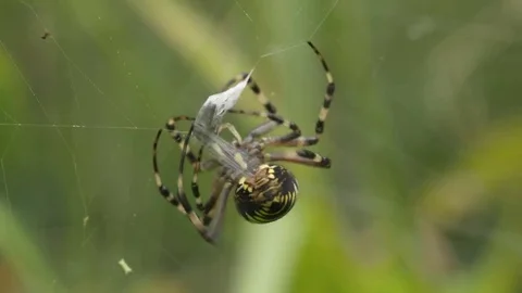 Wasp spider (Argiope bruennichi) eating prey in web Stock Footage