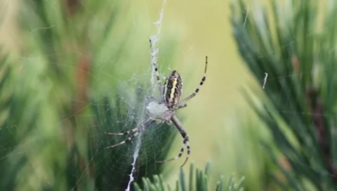 Wasp Spider, Argiope bruennichi Video stock 8564109