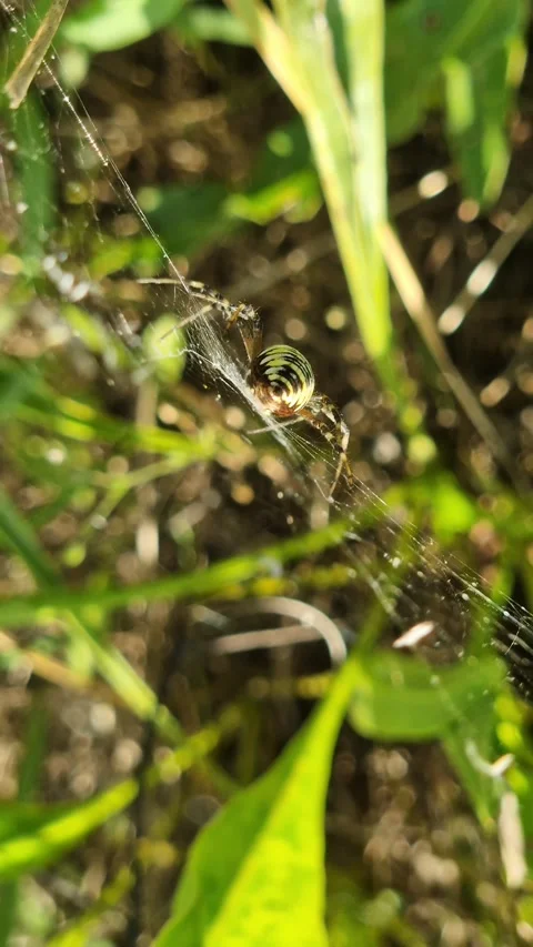 Wasp spider (Argiope bruennichi) on a web among the grass 動画素材 331737448