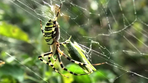 Wasp spider, Argiope bruennichi in the web, eating a grasshopper Stock Footage 343873139