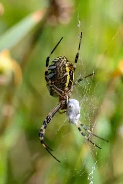 Wasp spider with captured prey in web Stock Photos