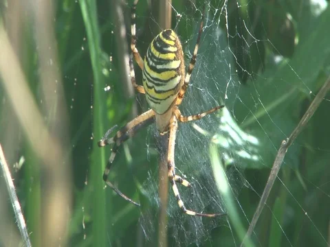 WASP SPIDER CLOSE UP IN HD DISPLAYING COLORING BANDS ON ABDOMEN Video stock 95184321