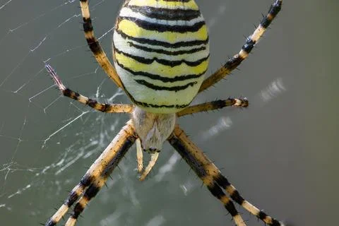 Wasp spider close-up viewed from below in web Photos