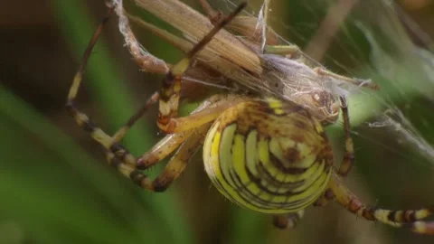 Wasp spider consuming insect victim Stock Footage 314896468