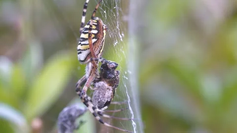 Wasp Spider That Eats Its Prey Stock Footage 332197352
