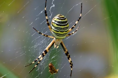 Wasp spider feeding on captured insect in web Stock Photos
