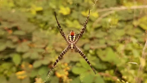 Wasp Spider Stock Footage 237614303