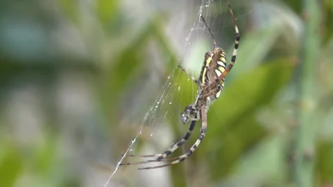 Wasp Spider Stock Footage 332074160