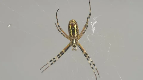 Wasp Spider Stock Footage 332559016
