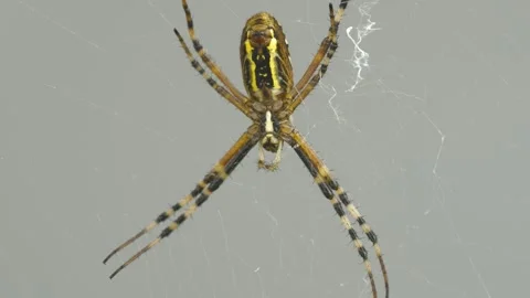 Wasp Spider 스톡 동영상 332787812