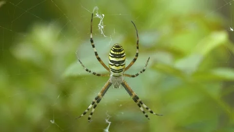 Wasp Spider Video stock 333456367