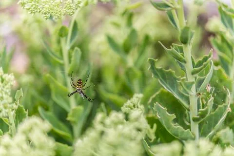 Wasp spider in the garden Stock Photos