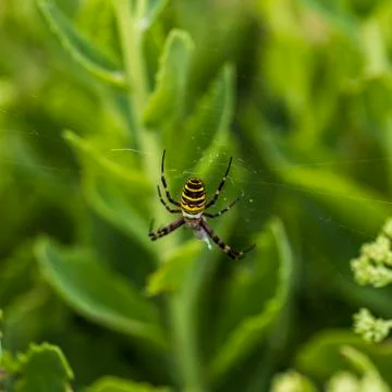 Wasp spider in the garden Stock Photos