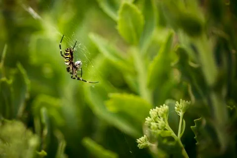 Wasp spider in the garden Stock Photos