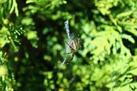 Wasp spider in the garden Stock Photos