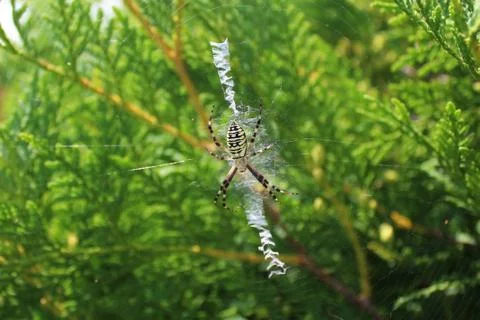 Wasp spider in the garden Stock Photos
