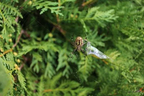 Wasp spider in the garden Stock Photos