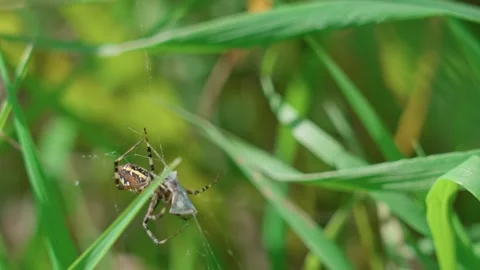 The wasp spider in the grass Video stock 317759117