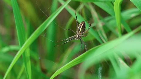 The wasp spider in the grass Stock-Footage 317759125