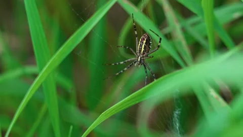 The wasp spider in the grass Stock-Footage 317759133