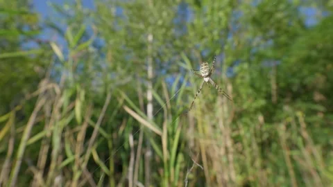 Wasp Spider Hanging on Web Against Lush Green Foliage Backdrop Video stock 345161966
