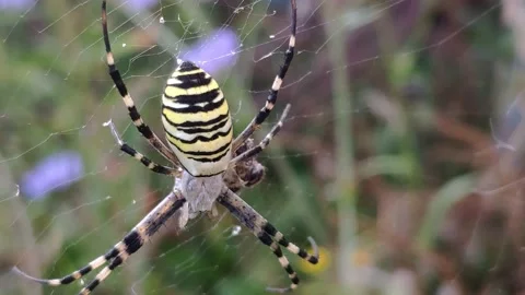 Wasp spider on her spider web. (Argiope bruennichi ) also called zebra, tiger Stock Footage 154476168