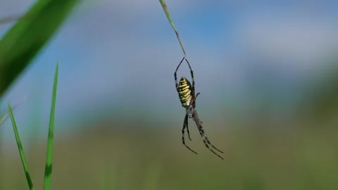 The wasp spider with its abdomen up Stock Footage 317759083