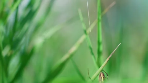The wasp spider with its abdomen up Stock-Footage 317759085