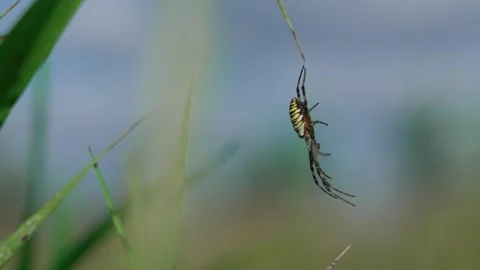 The wasp spider with its abdomen up Stock-Footage 317759088