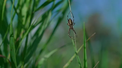 The wasp spider with its abdomen up Stock-Footage 317759099