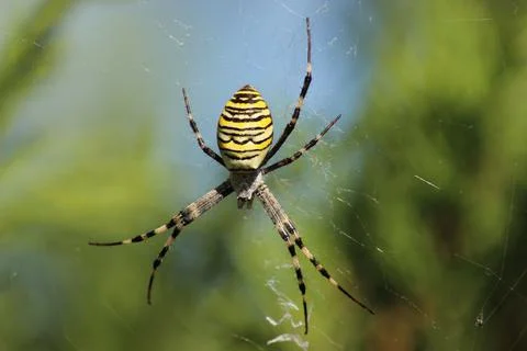 A wasp spider on its web. Stock Photos