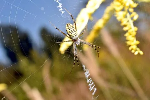 A wasp spider on its web. Stock Photos