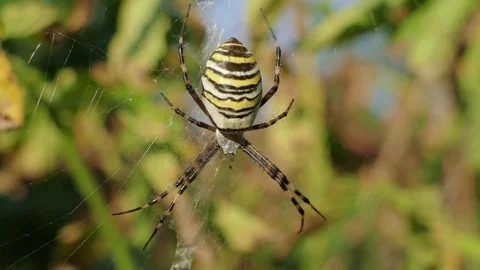 Wasp Spider In Its Web In Ukraine Stock Footage 79919837