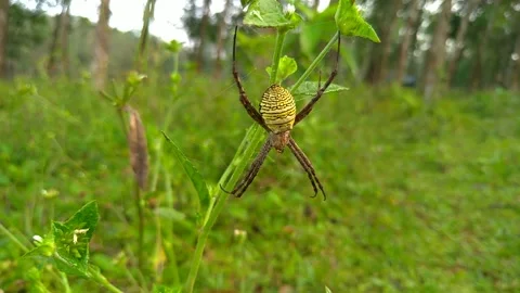 Wasp spider, nature background video Stock Footage 209171448