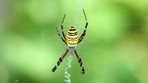 The wasp spider on the net Stock Footage 205472821