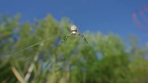Wasp Spider Perching on Cobweb in Low-Angle Skyward View Vidéo 345162043