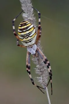 Wasp spider Foto stock