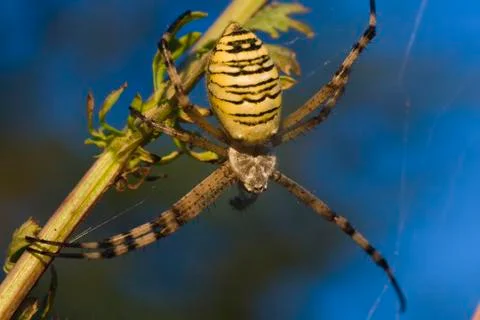Wasp spider Stock Photos