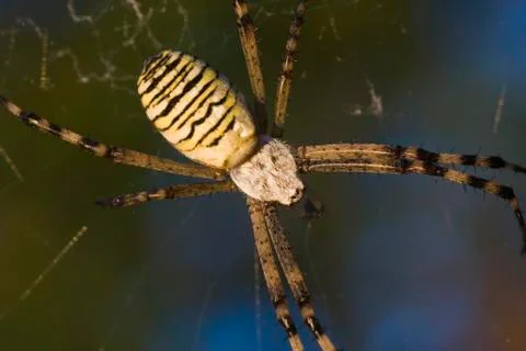 Wasp spider Stock Photos
