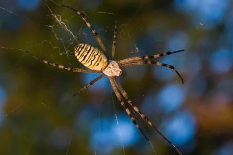 Wasp spider Stock Photos