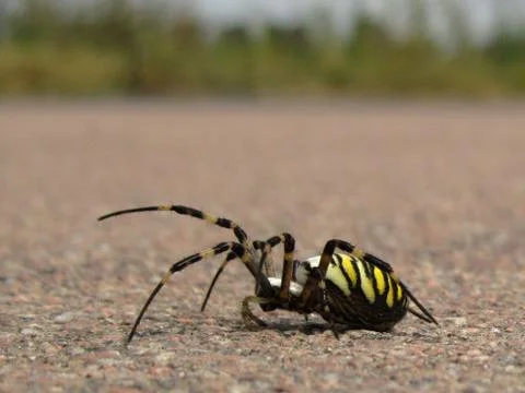 Wasp spider Stock Photos